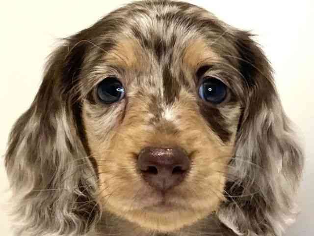 兵庫県のミニチュアダックスフンド(ロング) (ひごペットフレンドリーイトーヨーカドー明石店/2025年11月8日生まれ/男の子/チョコレートダップル)の子犬の1枚目の画像