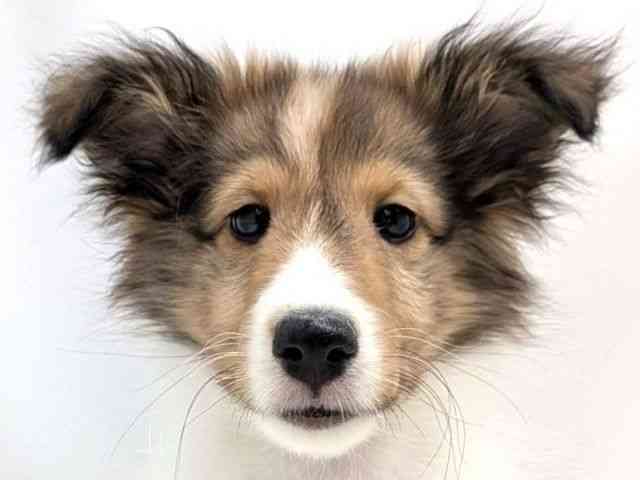 広島県のシェットランドシープドッグ (ひごペットフレンドリーゆめタウン廿日市店/2025年11月9日生まれ/男の子/セーブルホワイト)の子犬の1枚目の画像