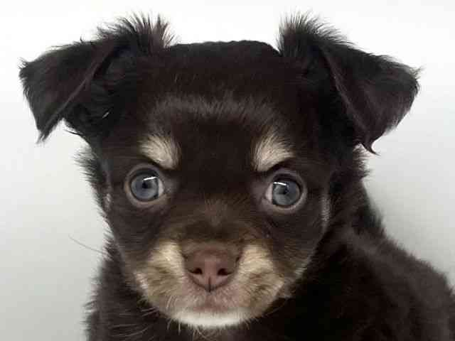 徳島県のチワワ(ロング) (ひごペットフレンドリーゆめタウン徳島店/2025年11月10日生まれ/女の子/チョコレートタンホワイト)の子犬の1枚目の画像