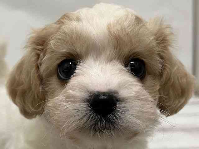 和歌山県のハーフ犬・ミックス犬 (ひごペットフレンドリーパームシティ和歌山店/2025年11月11日生まれ/女の子/ブレンハイム)の子犬の1枚目の画像