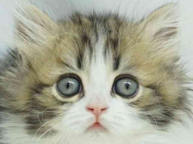 福岡県のマンチカン (ひごペットフレンドリーゆめタウン筑紫野店/2025年10月19日生まれ/女の子/ブラウンタビーホワイト)の子猫の1枚目の画像