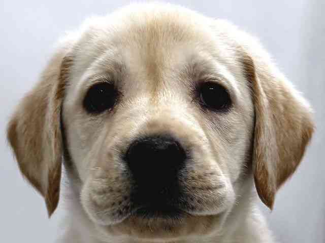 奈良県のラブラドールレトリーバー (ひごペットフレンドリー奈良パワーシティ店/2025年11月8日生まれ/女の子/イエロー)の子犬