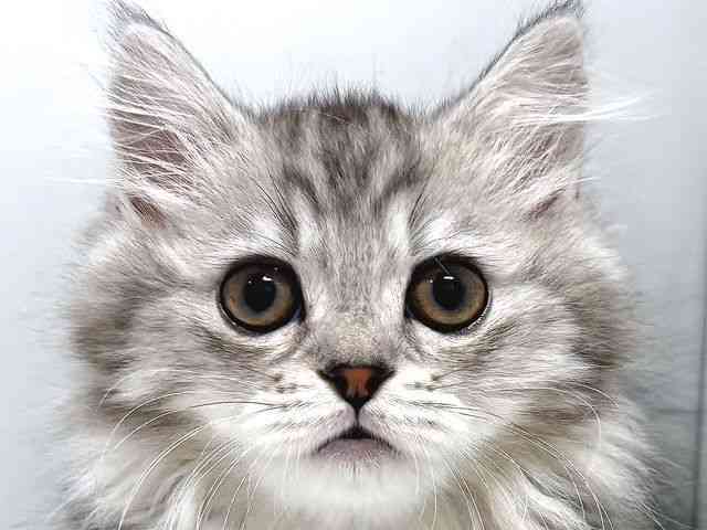 奈良県のミヌエット (ひごペットフレンドリー奈良パワーシティ店/2025年11月5日生まれ/男の子/チンチラシルバー)の子猫の1枚目の画像