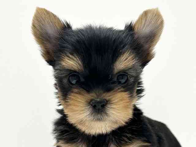 愛知県のヨークシャーテリア (ひごペットフレンドリーららぽーと名古屋みなとアクルス店/2025年11月10日生まれ/男の子/スチールブルータン)の子犬