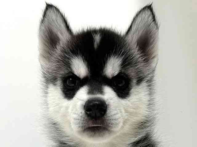 奈良県のシベリアンハスキー (ひごペットフレンドリーイオンモール橿原ウエスト・ビレッジ店/2025年11月10日生まれ/女の子/シルバーホワイト)の子犬の1枚目の画像