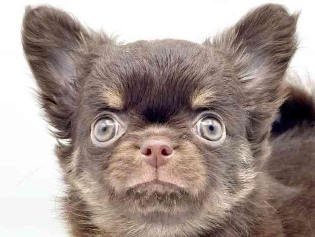 奈良県のチワワ(ロング) (ひごペットフレンドリートナリエ大和高田店/2025年11月11日生まれ/女の子/チョコレートタン)の子犬の1枚目の画像