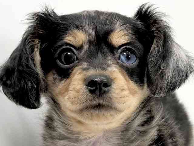 京都府のチワックス(チワワ×ダックス) (ひごペットフレンドリーイズミヤショッピングセンター八幡店/2025年11月10日生まれ/男の子/シルバーダップル)の子犬の1枚目の画像