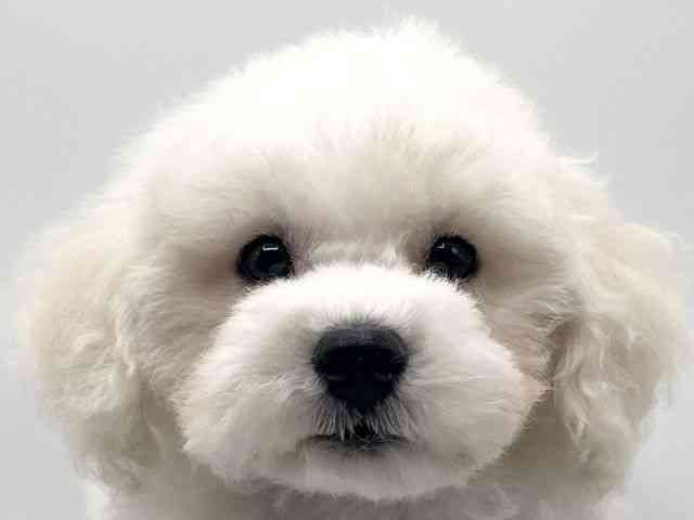 京都府のビションフリーゼ (ひごペットフレンドリーイオンモール高の原店/2025年11月9日生まれ/女の子/ホワイト)の子犬の1枚目の画像