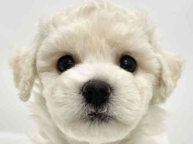 高知県のビションフリーゼ (ひごペットフレンドリーイオンモール高知店/2025年11月9日生まれ/女の子/ホワイト)の子犬の1枚目の画像