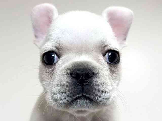 兵庫県のフレンチブルドッグ (ひごペットフレンドリーイトーヨーカドー明石店/2025年11月11日生まれ/女の子/クリーム)の子犬