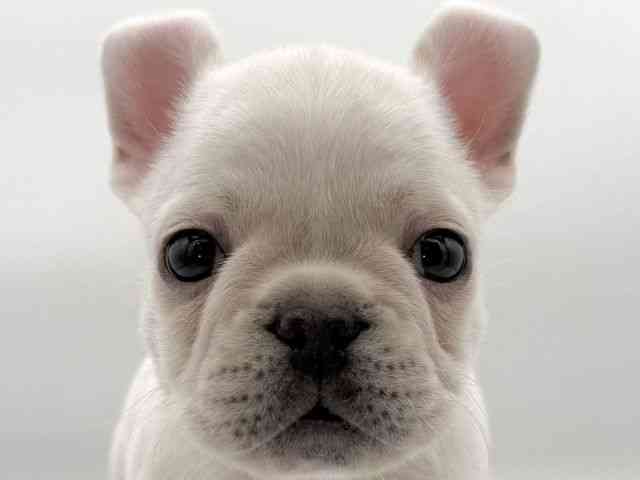 大阪府のフレンチブルドッグ (ひごペットフレンドリーイオンそよら海老江店/2025年11月11日生まれ/男の子/クリーム)の子犬