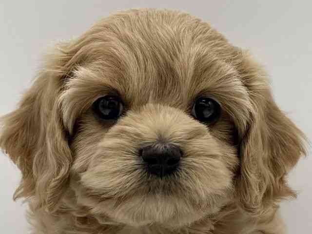 大阪府のコッカプー(アメリカンコッカースパニエル×プードル) (ひごペットフレンドリーららぽーとEXPOCITY店/2025年11月9日生まれ/男の子/バフ)の子犬の1枚目の画像