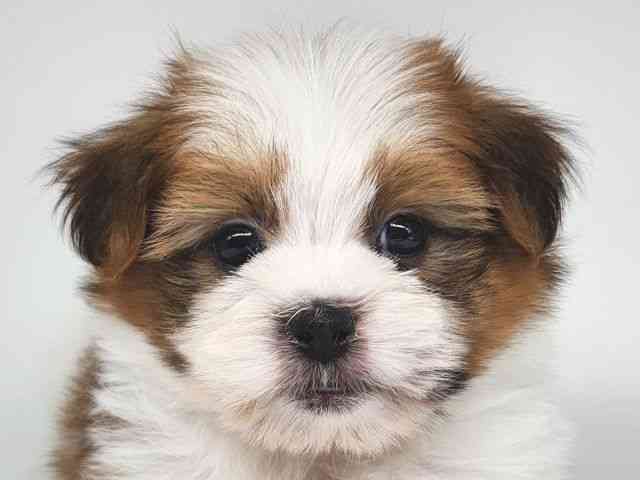 大阪府のポメズー/ポメシーズ(ポメラニアン×シーズー) (ひごペットフレンドリー泉ヶ丘店/2025年11月9日生まれ/男の子/ホワイトゴールド)の子犬の1枚目の画像