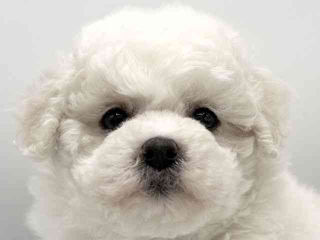 大阪府のビションフリーゼ (ひごペットフレンドリーららぽーとEXPOCITY店/2025年11月7日生まれ/女の子/ホワイト)の子犬