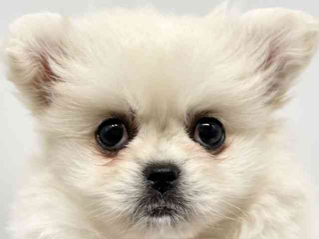 大阪府のペキポメ/ポメペキ(ペキニーズ×ポメラニアン) (ひごペットフレンドリーイオンタウン豊中庄内店/2025年11月10日生まれ/女の子/クリーム)の子犬の1枚目の画像