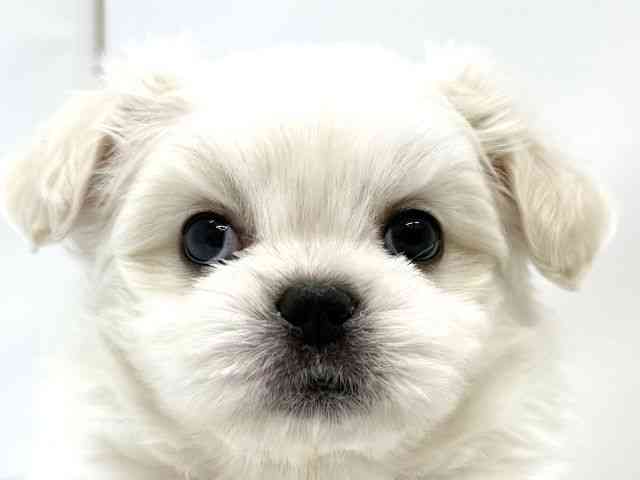 大阪府のペキマル/マルペキ(ペキニーズ×マルチーズ) (ひごペットフレンドリーイオンタウン茨木太田店/2025年11月10日生まれ/男の子/ホワイト)の子犬の1枚目の画像