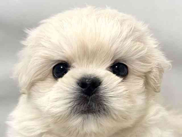 大阪府のペキマル/マルペキ(ペキニーズ×マルチーズ) (ひごペットフレンドリー堺プラットプラット店/2025年11月10日生まれ/男の子/ホワイトクリーム)の子犬の1枚目の画像