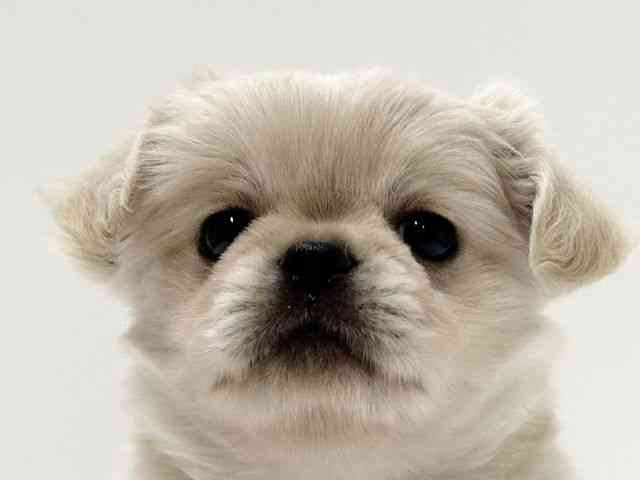 愛知県のチワペキ/ペキチー/ペキチワ(チワワ×ペキニーズ) (ひごペットフレンドリーららぽーと名古屋みなとアクルス店/2025年11月9日生まれ/男の子/クリームホワイト)の子犬