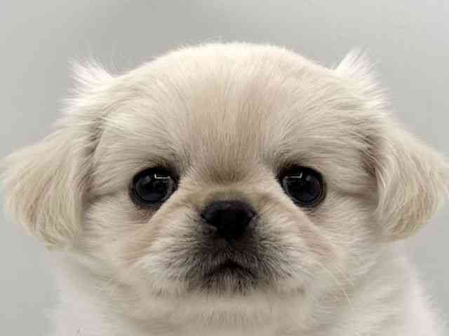 大阪府のチワペキ/ペキチー/ペキチワ(チワワ×ペキニーズ) (ひごペットフレンドリーららぽーとEXPOCITY店/2025年11月9日生まれ/男の子/クリームホワイト)の子犬