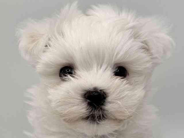 大阪府のマルチーズ (ひごペットフレンドリーみのおキューズモール店/2025年11月11日生まれ/女の子/ホワイト)の子犬