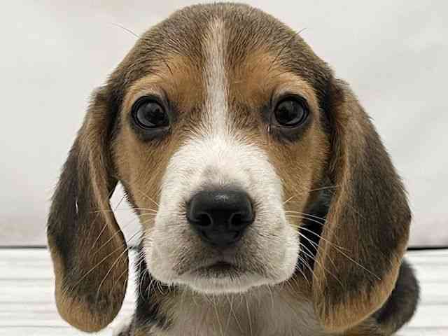 和歌山県のビーグル (ひごペットフレンドリーパームシティ和歌山店/2025年11月5日生まれ/男の子/ハウンドカラー)の子犬の1枚目の画像