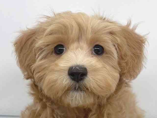 兵庫県のマルプー(マルチーズ×プードル) (ひごペットフレンドリーイオンタウン加古川店/2025年11月9日生まれ/男の子/アプリコット)の子犬の1枚目の画像