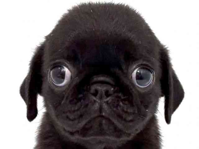 大阪府のパグ (ひごペットフレンドリーベルファⅡ都島店/2025年11月8日生まれ/男の子/ブラック)の子犬