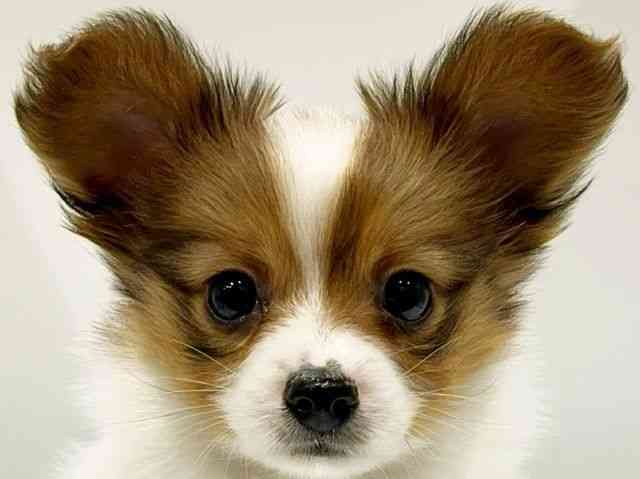 大阪府のパピヨン (ひごペットフレンドリーイオンタウン豊中庄内店/2025年11月11日生まれ/男の子/ホワイトブラウン)の子犬