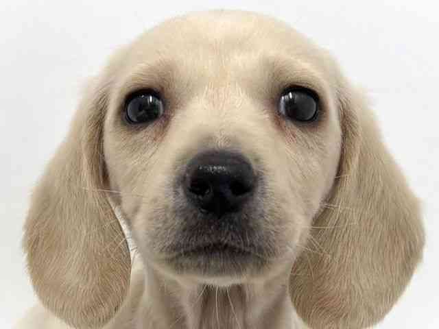 大阪府のミニチュアダックスフンド(スムース) (ひごペットフレンドリーベルファⅡ都島店/2025年11月5日生まれ/男の子/イエロー)の子犬の1枚目の画像