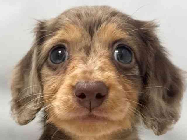 大阪府のミニチュアダックスフンド(ロング) (ひごペットフレンドリー堺プラットプラット店/2025年11月10日生まれ/男の子/チョコレートダップル)の子犬の1枚目の画像