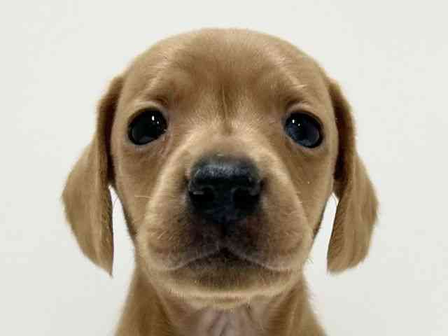 愛知県のミニチュアダックスフンド(スムース) (ひごペットフレンドリーららぽーと名古屋みなとアクルス店/2025年11月10日生まれ/女の子/ゴールド)の子犬