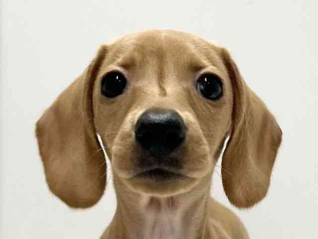 愛知県のミニチュアダックスフンド(スムース) (ひごペットフレンドリーららぽーと名古屋みなとアクルス店/2025年11月10日生まれ/女の子/ゴールド)の子犬の1枚目の画像