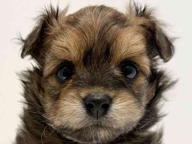 大阪府のチワプー/プーチー(チワワ×プードル) (ひごペットフレンドリーイオン高槻店/2025年11月8日生まれ/男の子/チョコレートタン)の子犬の1枚目の画像