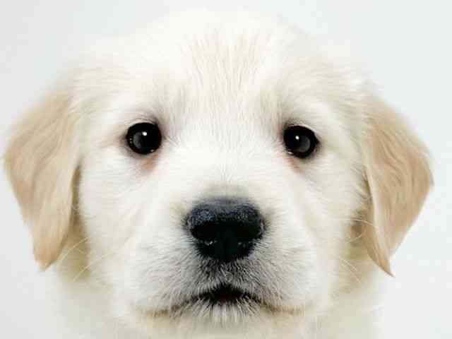 京都府のゴールデンレトリバー (ひごペットフレンドリーイズミヤショッピングセンター八幡店/2025年11月11日生まれ/男の子/ゴールデン)の子犬