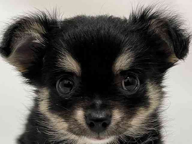 和歌山県のチワワ(ロング) (ひごペットフレンドリーパームシティ和歌山店/2025年11月1日生まれ/男の子/ブラックタン)の子犬の1枚目の画像