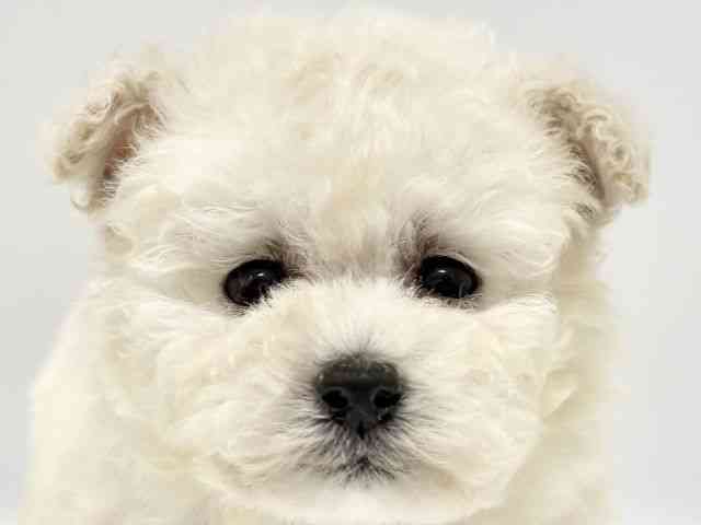大阪府のトイプードル(トイ) (ひごペットフレンドリーイオンタウン豊中庄内店/2025年11月12日生まれ/男の子/ホワイト)の子犬の1枚目の画像