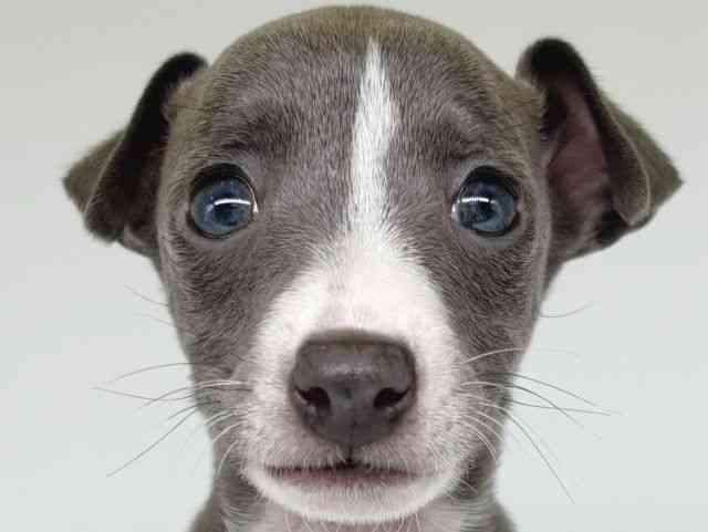 大阪府のイタリアングレーハウンド (ひごペットフレンドリー瓜破店/2025年11月11日生まれ/女の子/ブルーホワイト)の子犬