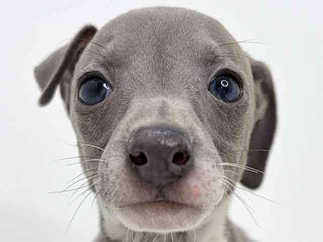 大阪府のイタリアングレーハウンド (ひごペットフレンドリーいこらもーる泉佐野店/2025年11月11日生まれ/男の子/ブルーホワイト)の子犬