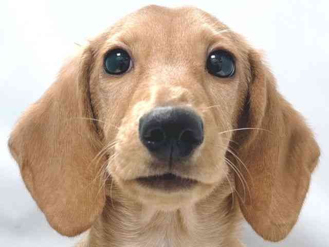 大阪府のミニチュアダックスフンド(スムース) (ひごペットフレンドリー堺プラットプラット店/2025年11月10日生まれ/男の子/ゴールド)の子犬の1枚目の画像