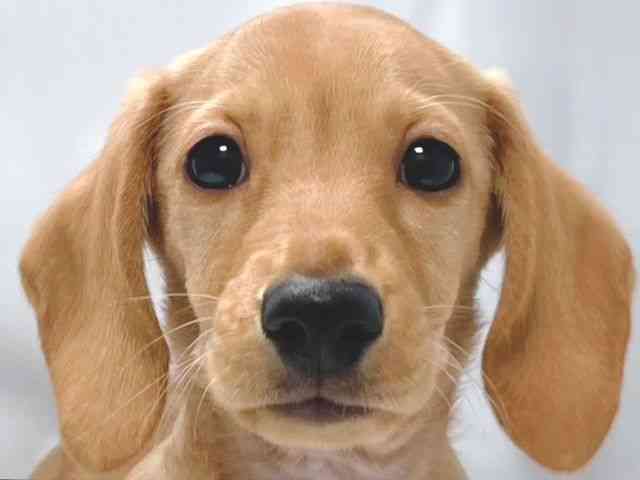 大阪府のミニチュアダックスフンド(スムース) (ひごペットフレンドリー堺プラットプラット店/2025年11月10日生まれ/男の子/ゴールド)の子犬の1枚目の画像