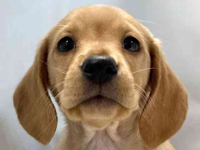 大阪府のミニチュアダックスフンド(スムース) (ひごペットフレンドリー堺プラットプラット店/2025年11月10日生まれ/男の子/ゴールド)の子犬の1枚目の画像