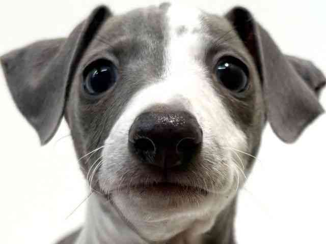 大阪府のイタリアングレーハウンド (ひごペットフレンドリーイオン高槻店/2025年11月10日生まれ/男の子/ブルーホワイトマーキングス)の子犬