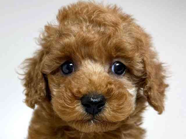 兵庫県のトイプードル(トイ) (ひごペットフレンドリーイトーヨーカドー明石店/2025年11月12日生まれ/女の子/レッドフォーン)の子犬