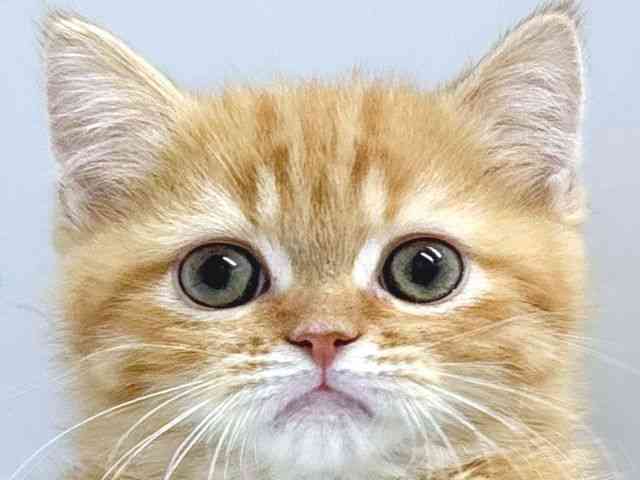 京都府のエキゾチック (ひごペットフレンドリー京都店/2025年10月28日生まれ/男の子/レッドタビー)の子猫の1枚目の画像