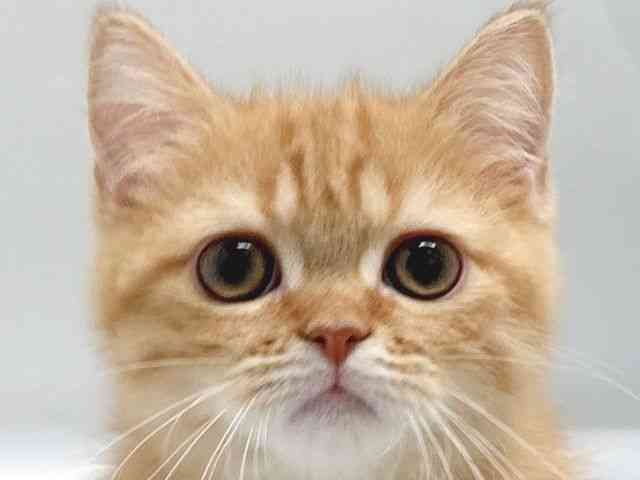 京都府のエキゾチック (ひごペットフレンドリー京都店/2025年10月28日生まれ/男の子/レッドタビー)の子猫の1枚目の画像