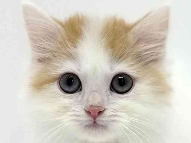 大阪府のスコティッシュフォールド (ひごペットフレンドリーくずはモール店/2025年11月1日生まれ/女の子/レッドタビーホワイト)の子猫の1枚目の画像