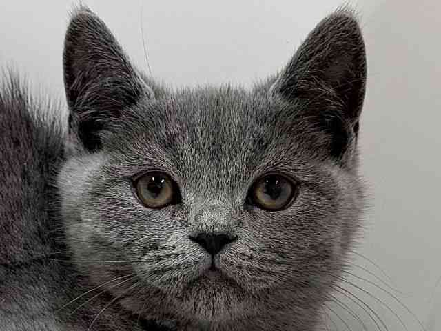 奈良県のスコティッシュフォールド (ひごペットフレンドリーイオンモール橿原ウエスト・ビレッジ店/2025年11月4日生まれ/女の子/ブルー)の子猫の1枚目の画像