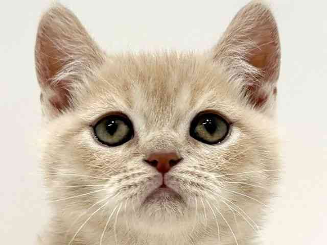 大阪府のスコティッシュフォールド (ひごペットフレンドリーイオン高槻店/2025年11月4日生まれ/男の子/クリーム)の子猫