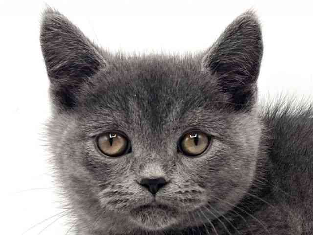 京都府のスコティッシュフォールド (ひごペットフレンドリーイオンモール高の原店/2025年11月4日生まれ/男の子/ブルー)の子猫の1枚目の画像