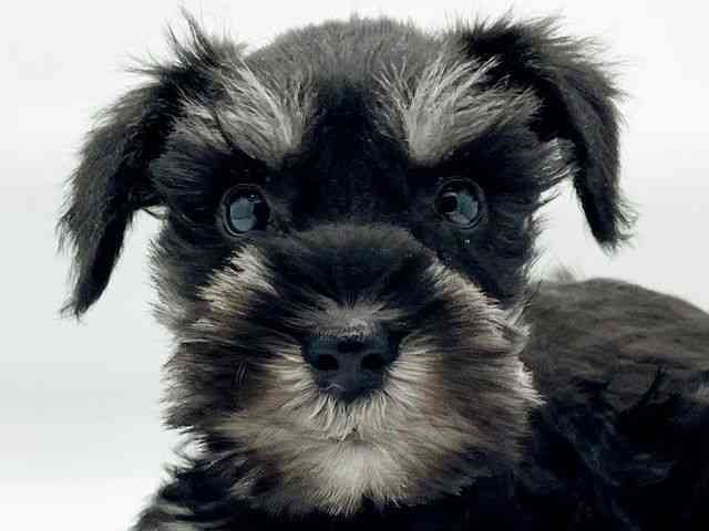 兵庫県のミニチュアシュナウザー (ひごペットフレンドリーコロワ甲子園店/2025年11月12日生まれ/女の子/ブラックシルバー)の子犬の1枚目の画像